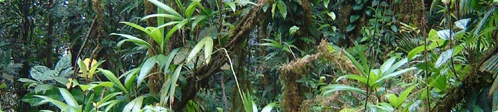 Plantes et botanique