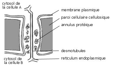 bio