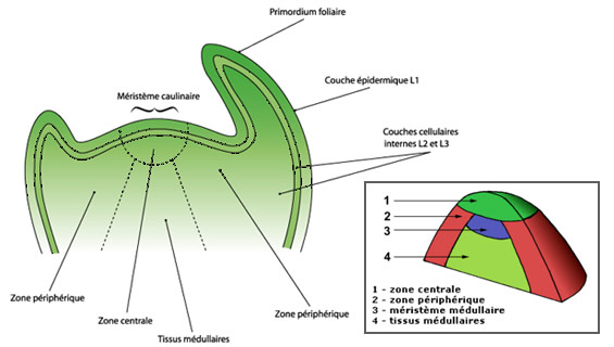 bio