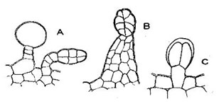 bio