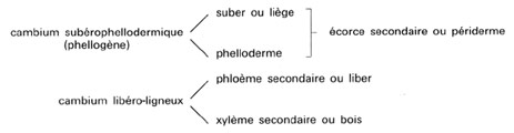 bio