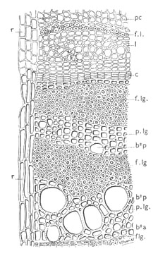 bio