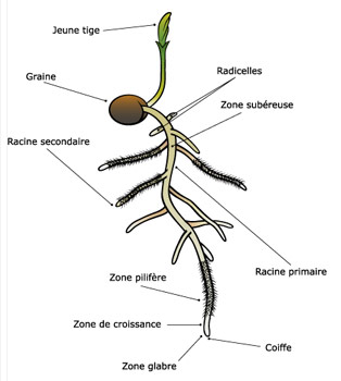 bio