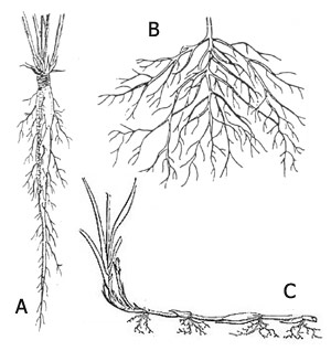 bio