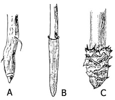 bio