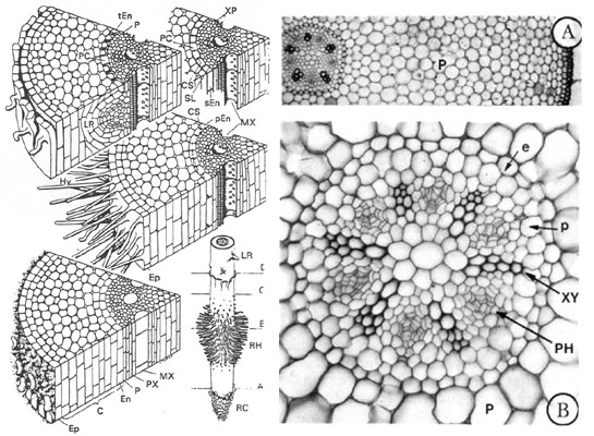 bio