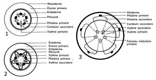 bio