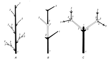 bio