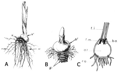 bio