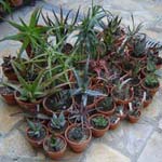 Ma collection d'<em>Aloe</em>