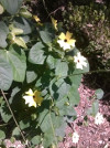 Thunbergia alata