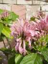 Justicia carnea