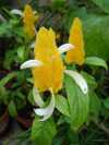 Pachystachys lutea