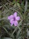 Ruellia brittoniana