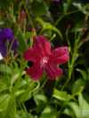 Ruellia coccinea