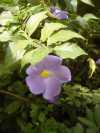 Thunbergia erecta