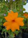 Thunbergia gregorii