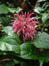 Justicia carnea