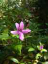 Pseuderanthemum laxiflorum