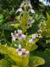 Pseuderanthemum reticulatum