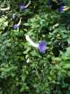 Thunbergia erecta