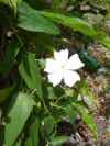 Thunbergia fragrans