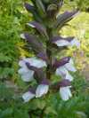 Acanthus spinosus