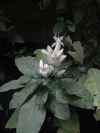 Whitfieldia longifolia