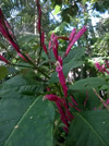 Aphelandra tetragona