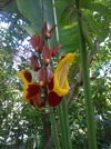 Thunbergia mysorensis