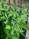 Ruellia strepens