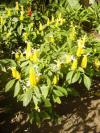 Pachystachys lutea