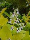 Pseuderanthemum reticulatum