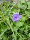 Ruellia brittoniana