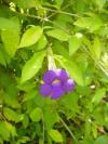 Thunbergia erecta