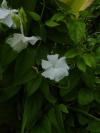 Thunbergia fragrans