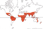 Carte de repartition des Agavaceae