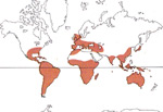 Carte de repartition des Amaryllidaceae