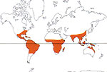 Carte de repartition des Annonaceae