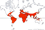 Carte de repartition des Aquifoliaceae