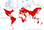 Carte de repartition des Araliaceae