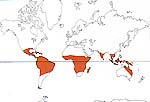 Carte de repartition des Bombacaceae