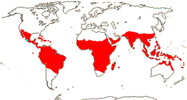Carte de repartition des Burseraceae