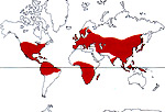 Carte de repartition des Buxaceae