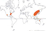 Carte de repartition des Calycanthaceae