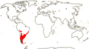 Carte de repartition des Calyceraceae