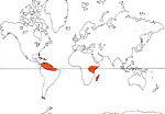 Carte de repartition des Canellaceae