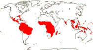 Carte de repartition des Chrysobalanaceae