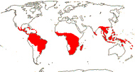 Carte de repartition des Connaraceae