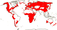 Carte de repartition des Crassulaceae